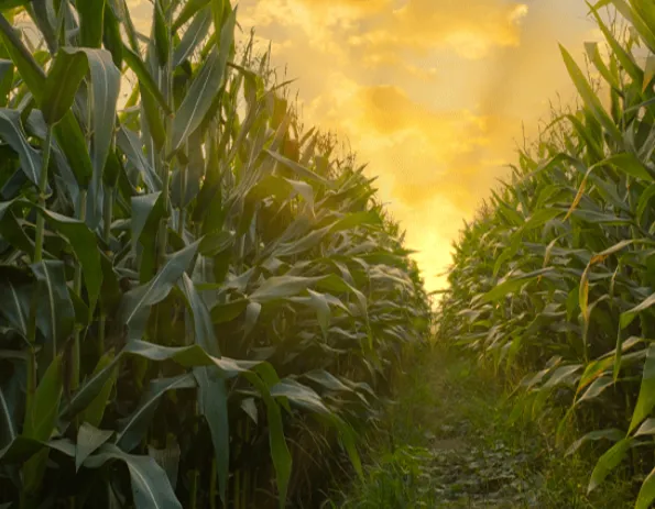 Imagem complementar 2 da empresa Aprosoja MT & IAGRO MT