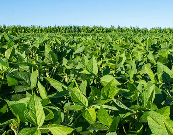 Imagem complementar 1 da empresa Aprosoja MT & IAGRO MT
