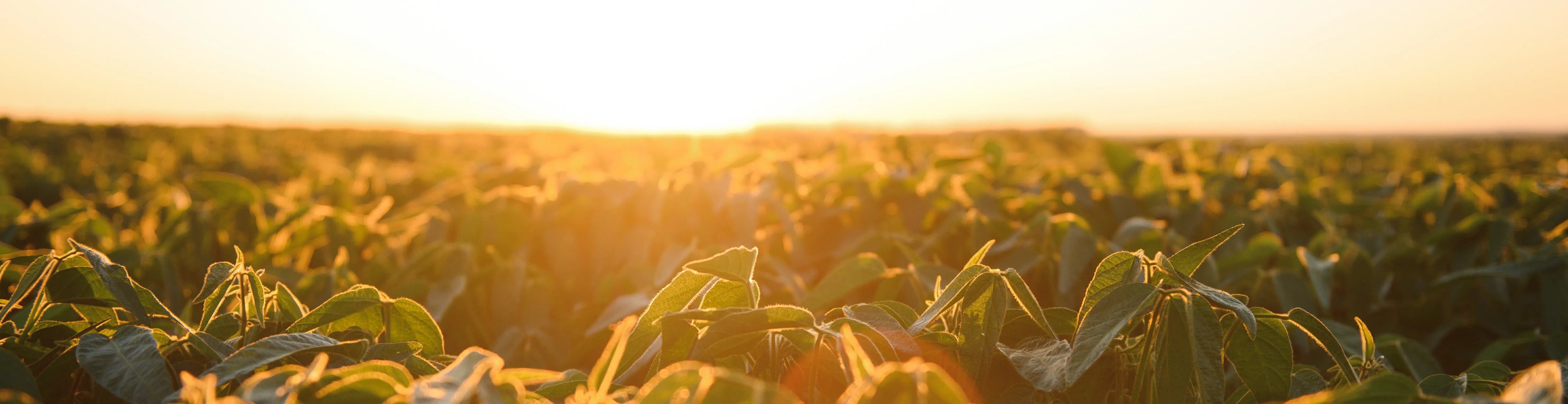 Imagem institucional 2 da empresa Fortgreen